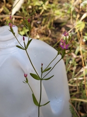 Zeltnera muehlenbergii