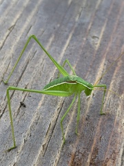 Planipollex pollicifer