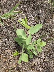 Sophoreae