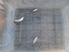 Eucinostomus argenteus