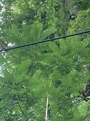 Ailanthus
