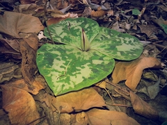 Trillium decumbens