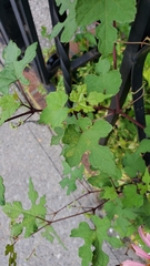 Ampelopsis glandulosa