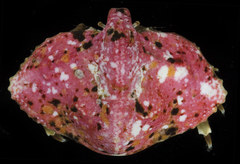 Cryptolithodes typicus