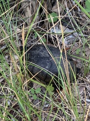 Kinosternon subrubrum