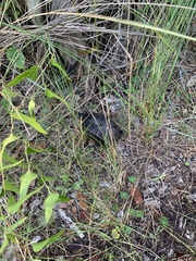 Kinosternon subrubrum