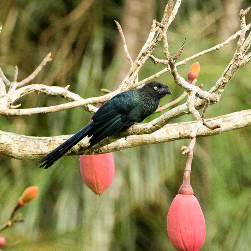 Pseudobombax munguba
