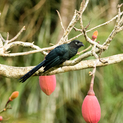 Pseudobombax munguba