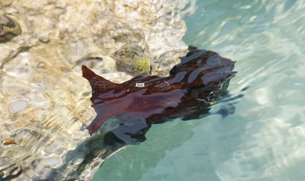 Deniz tavşanı (Aplysia spp.)