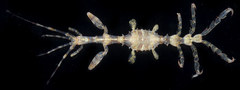 Metacaprella