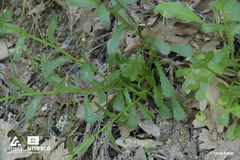 Lepidophorum repandum