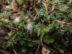 Pogonatum subulatum