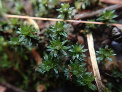 Pogonatum subulatum