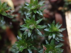 Pogonatum subulatum