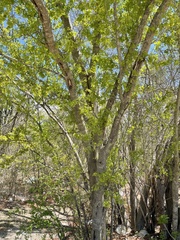 Vachellia californica