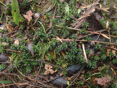 Pogonatum subulatum