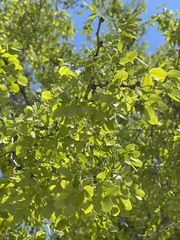 Vachellia californica