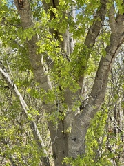 Vachellia californica