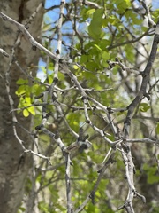 Vachellia californica