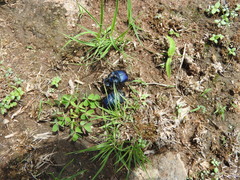 Phanaeus furiosus