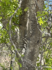 Vachellia californica