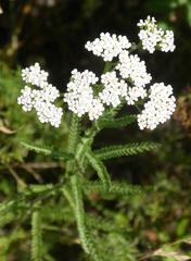Achillea pannonica
