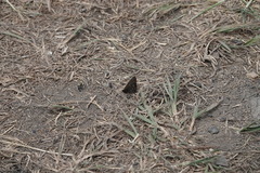 Cercyonis oetus