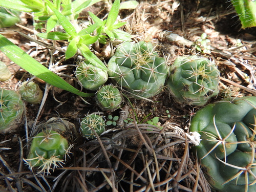 Image of Coryphantha elephantidens by (c) Oscar Alejandro Morales Juárez, some rights reserved (CC BY-SA)