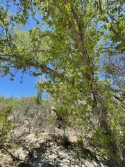 Vachellia californica