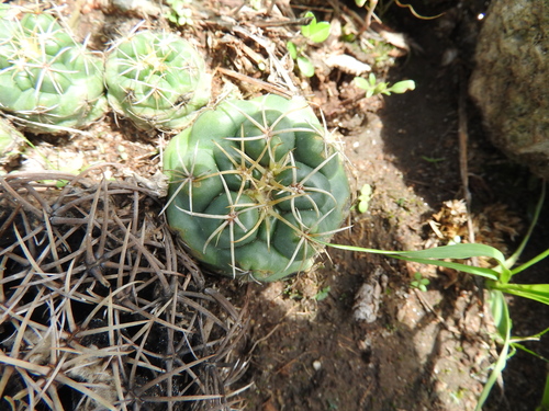Coryphantha elephantidens