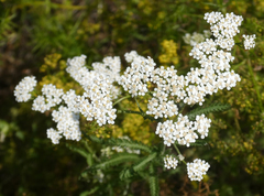 Achillea pannonica