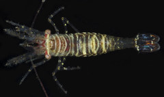 Heptacarpus pugettensis