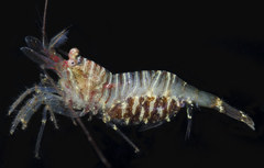 Heptacarpus pugettensis