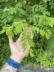 Robinia viscosa hartwigii