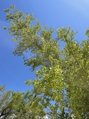 Vachellia californica