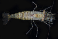 Heptacarpus pugettensis