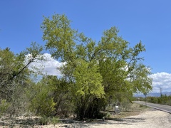 Vachellia californica