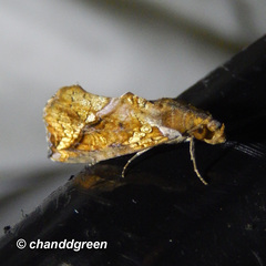 Plusiodonta coelonota