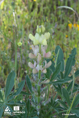 Lupinus gredensis