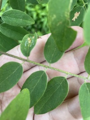 Robinia viscosa hartwigii