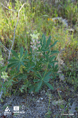 Lupinus gredensis