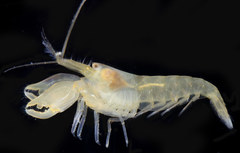Betaeus setosus