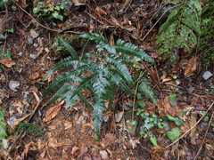 Arachniodes simplicior