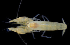 Betaeus setosus