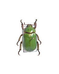 Chrysina lecontei
