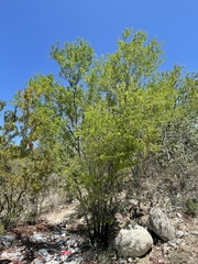 Vachellia californica