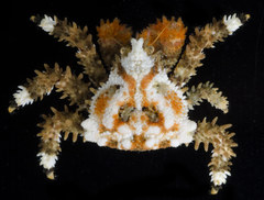 Phyllolithodes papillosus