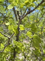 Vachellia californica