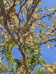 Vachellia californica