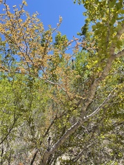 Vachellia californica